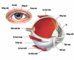 TÌM HIỂU VỀ MẮT VÀ TRỊ TẬN GỐC KHI LÂM BỆNH